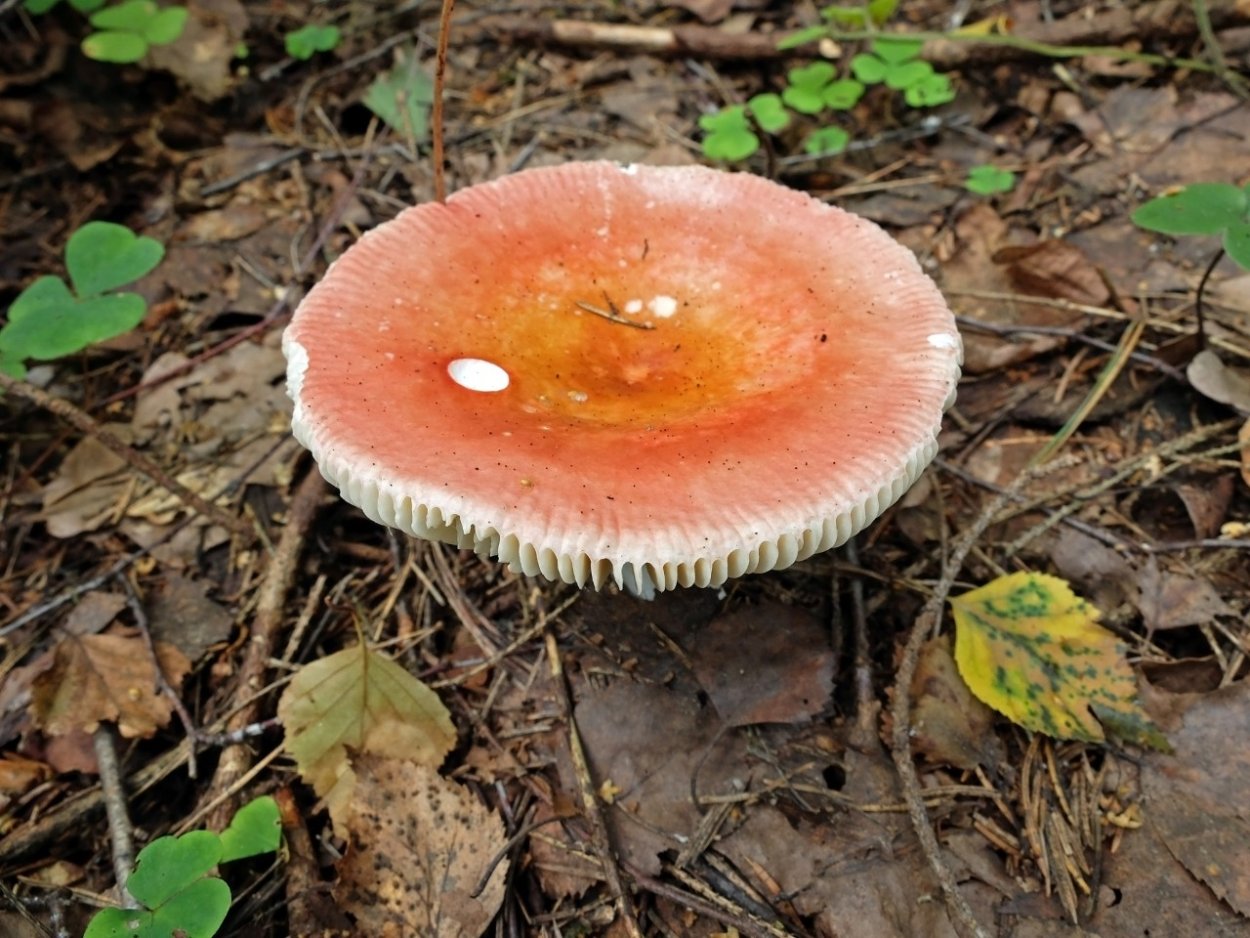 Сыроежка сардониксовая Russula Sardonia