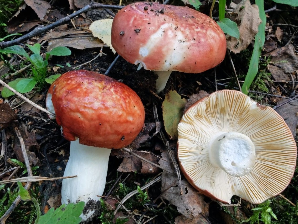 Сыроежка Болотная Russula paludosa