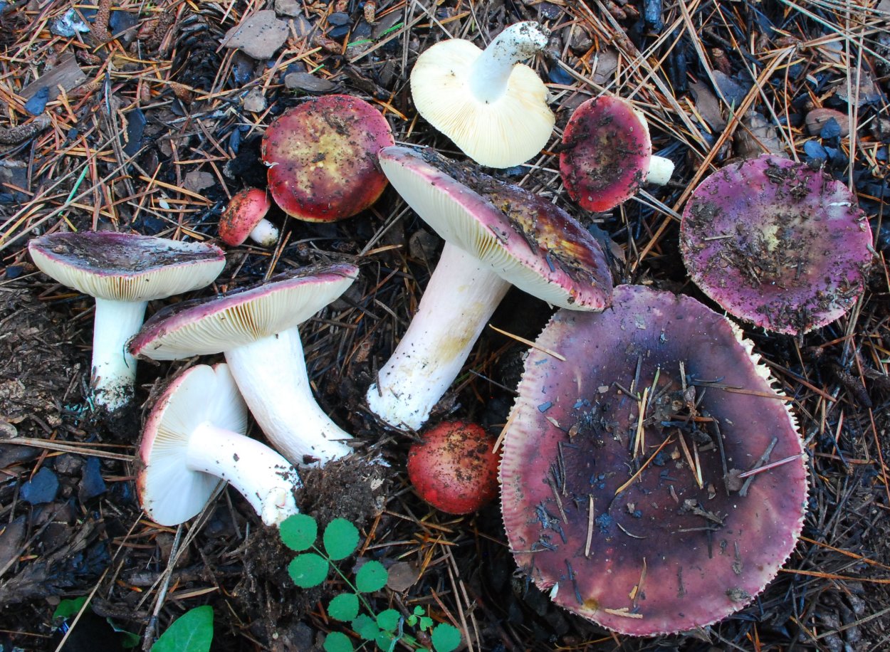 Сыроежка жгучеедкая (Russula emetica)