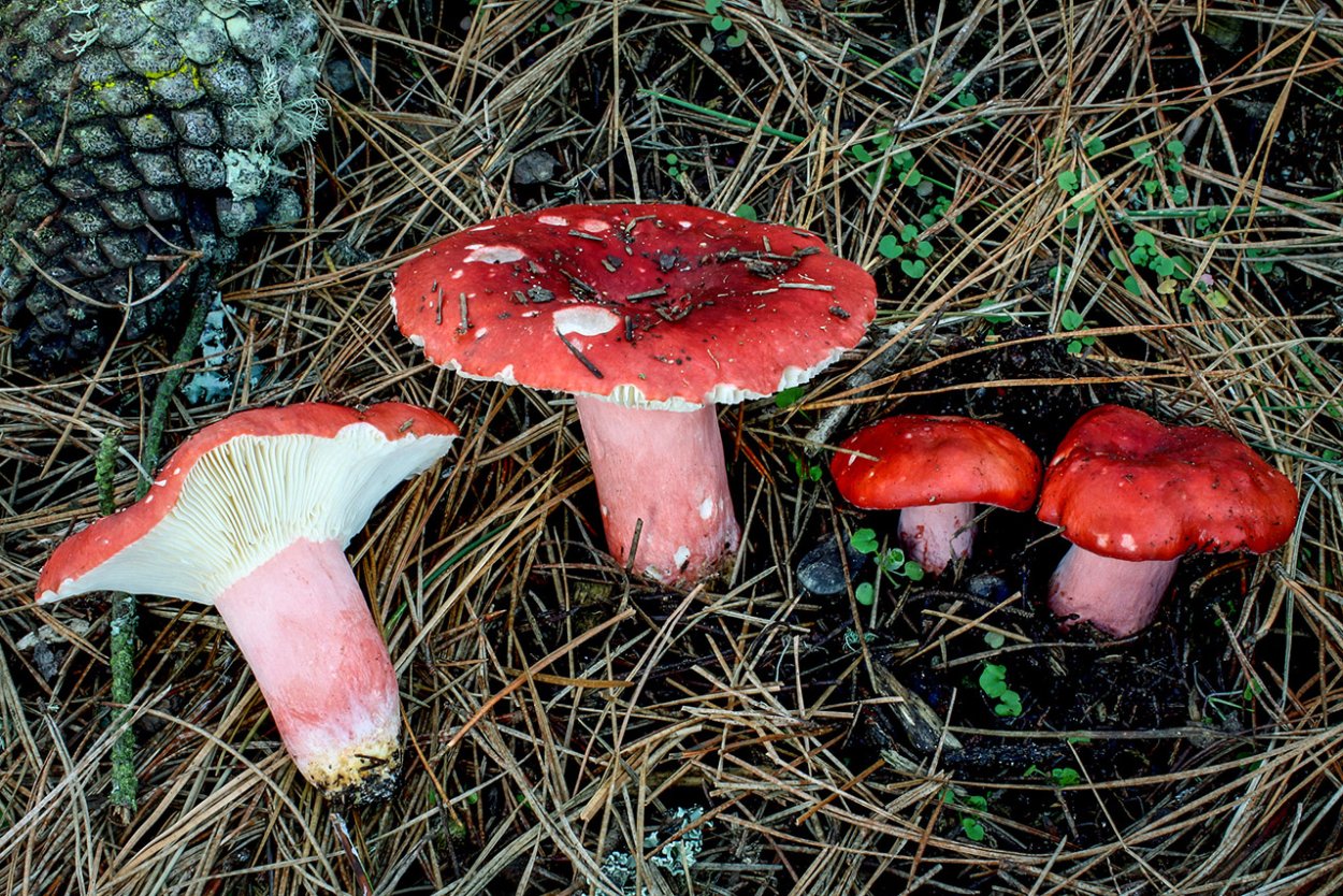 Russula azurea