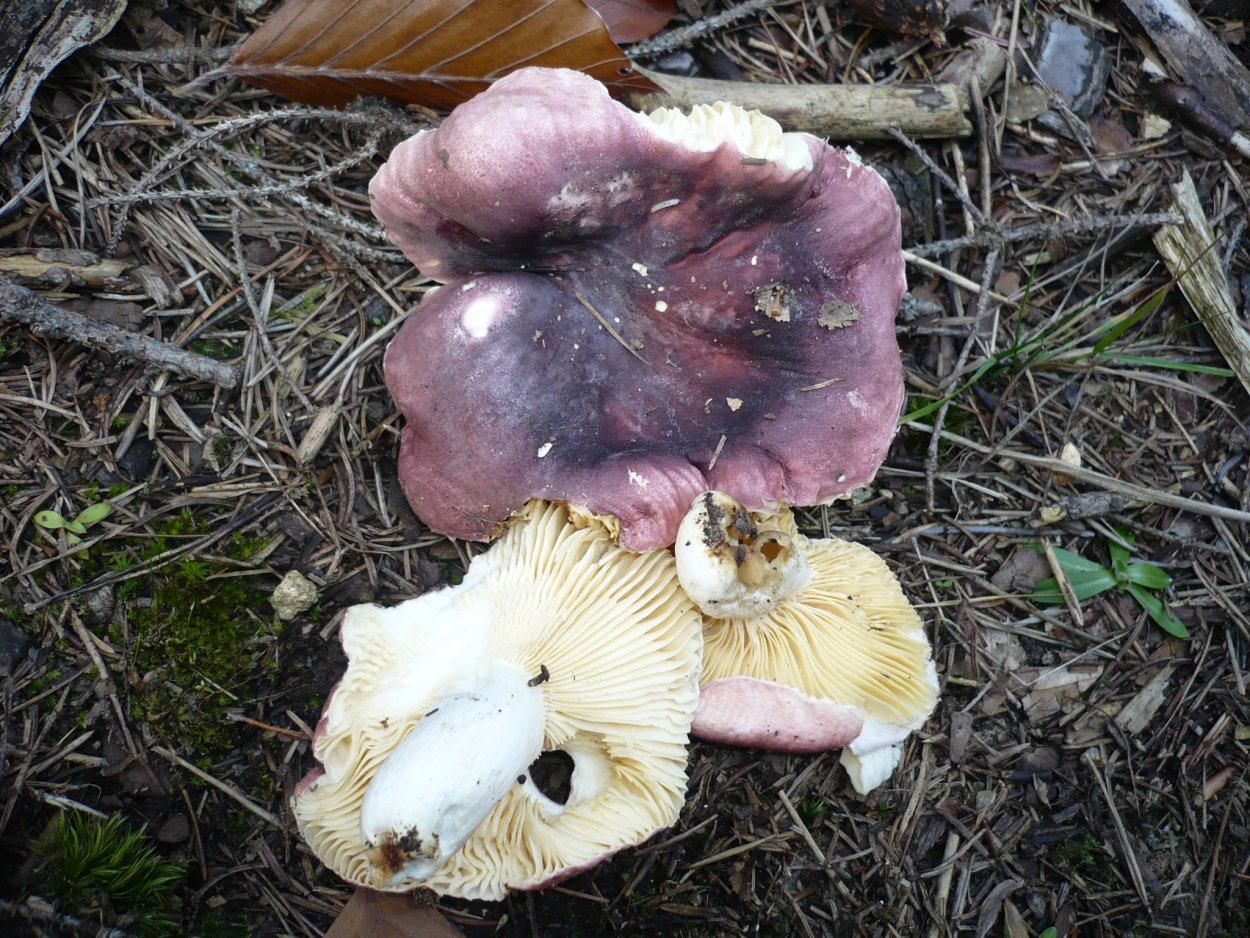 Сыроежка остроедкая