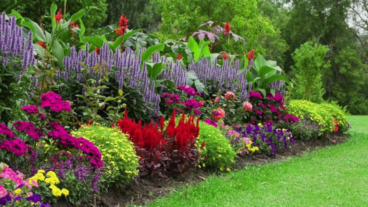 Астры в миксбордере