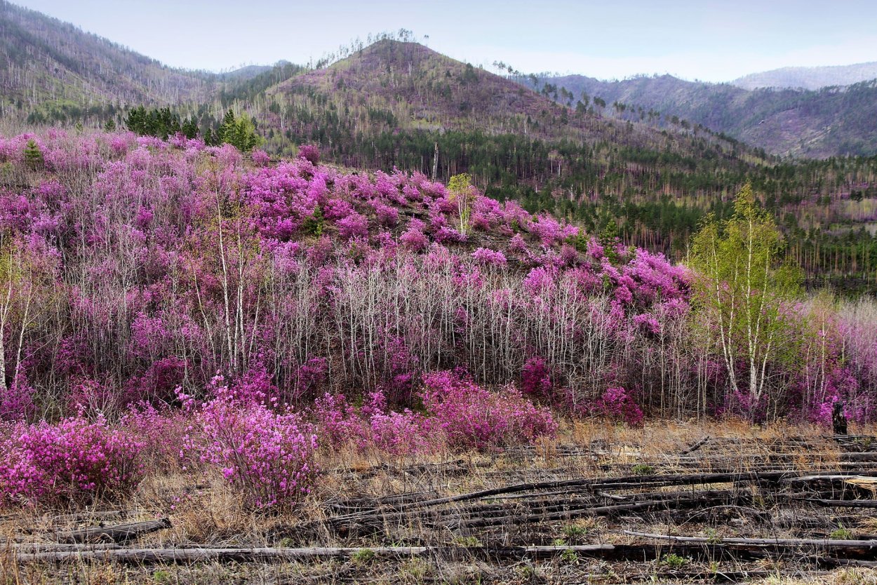 Сопки багульник Забайкалье