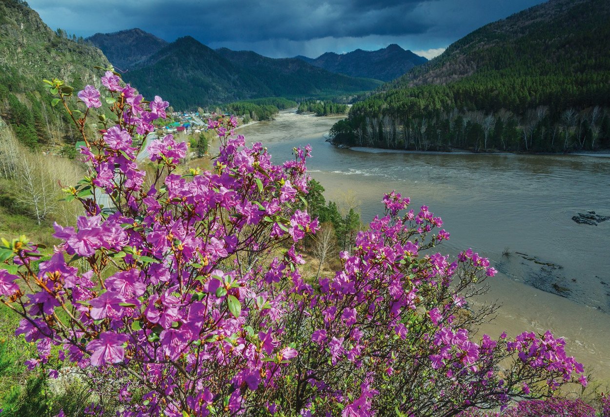 Багульник сопки Забайкальский