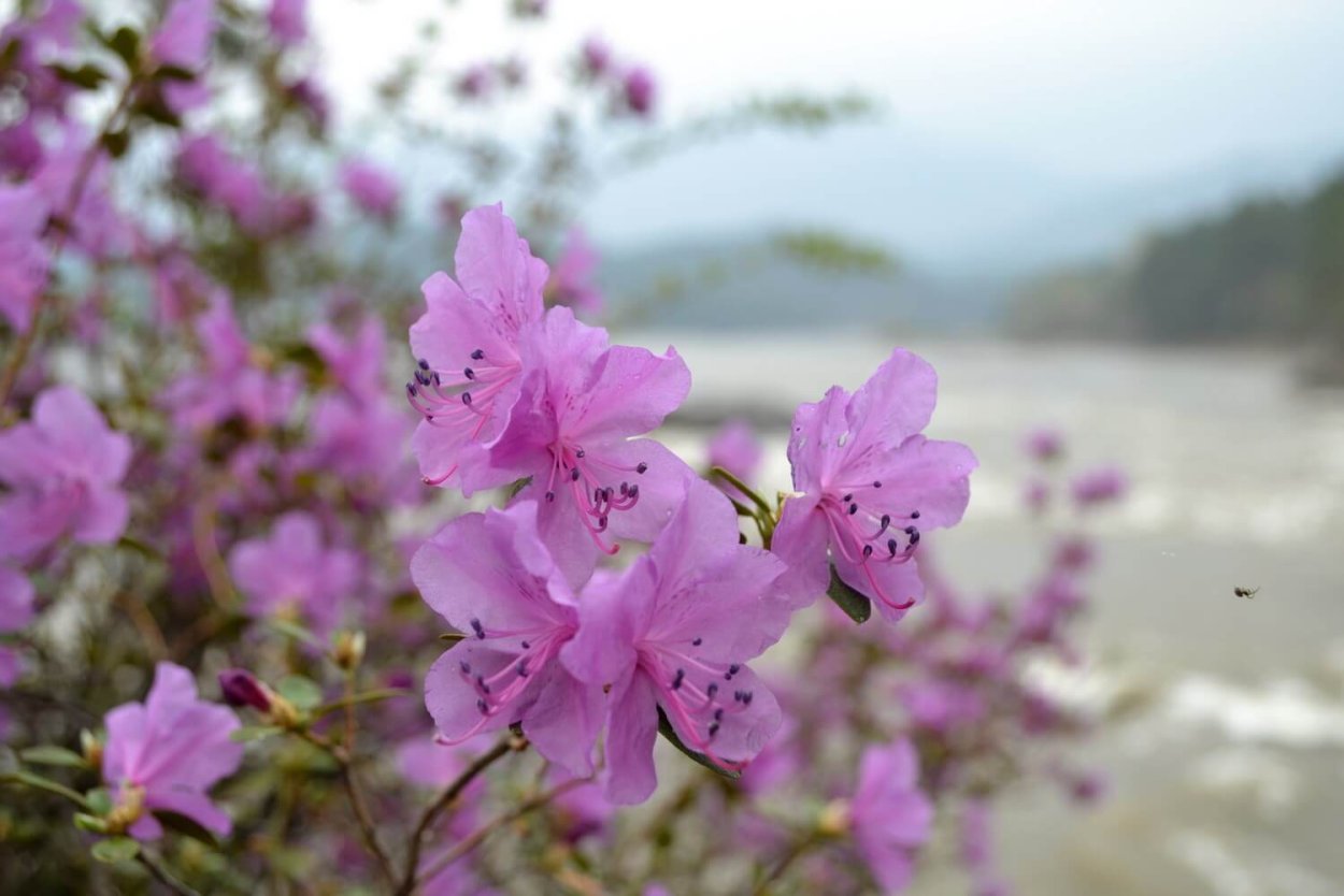 Цветение рододендрона Даурского