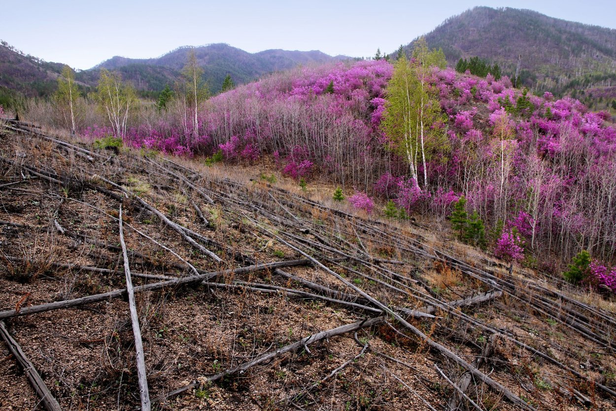 Алтайский маральник цветение