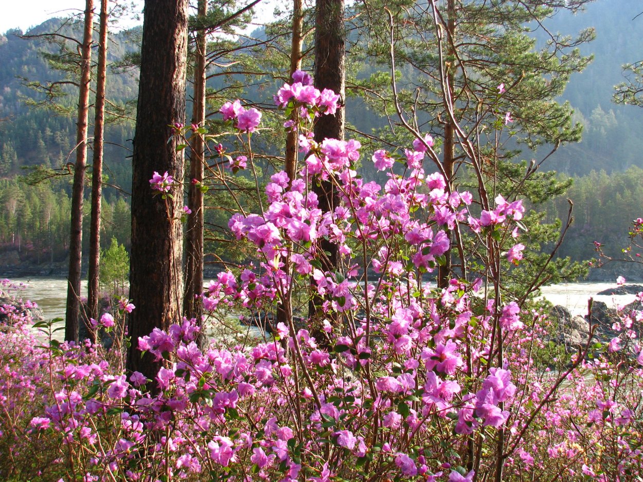 Цветение маральника на Алта