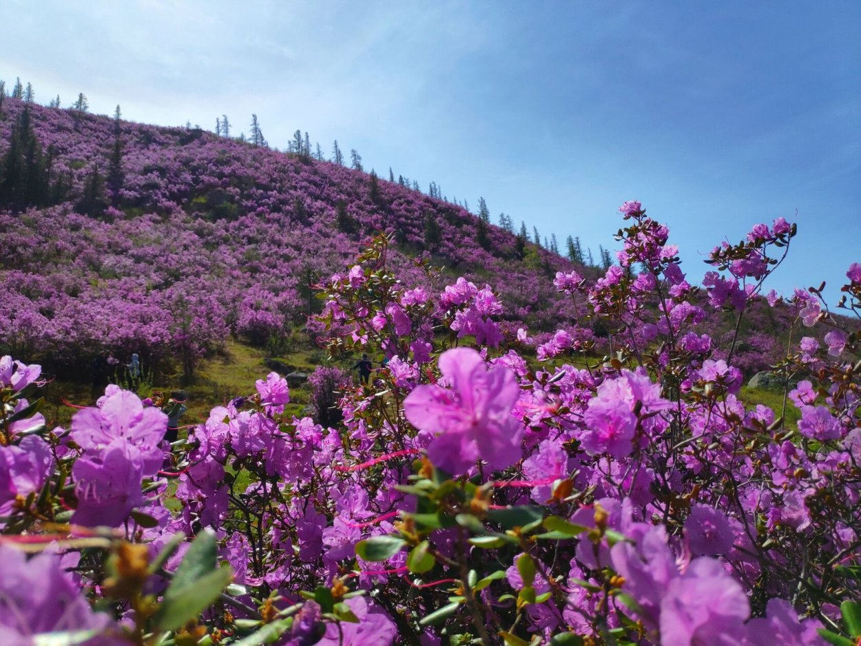Рододендрон Даурский маральник