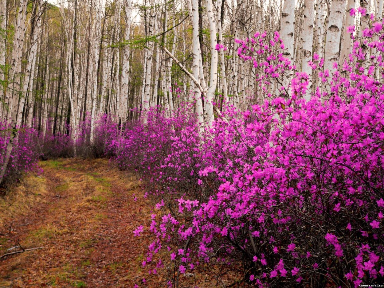 Багульник рододендрон Амурский