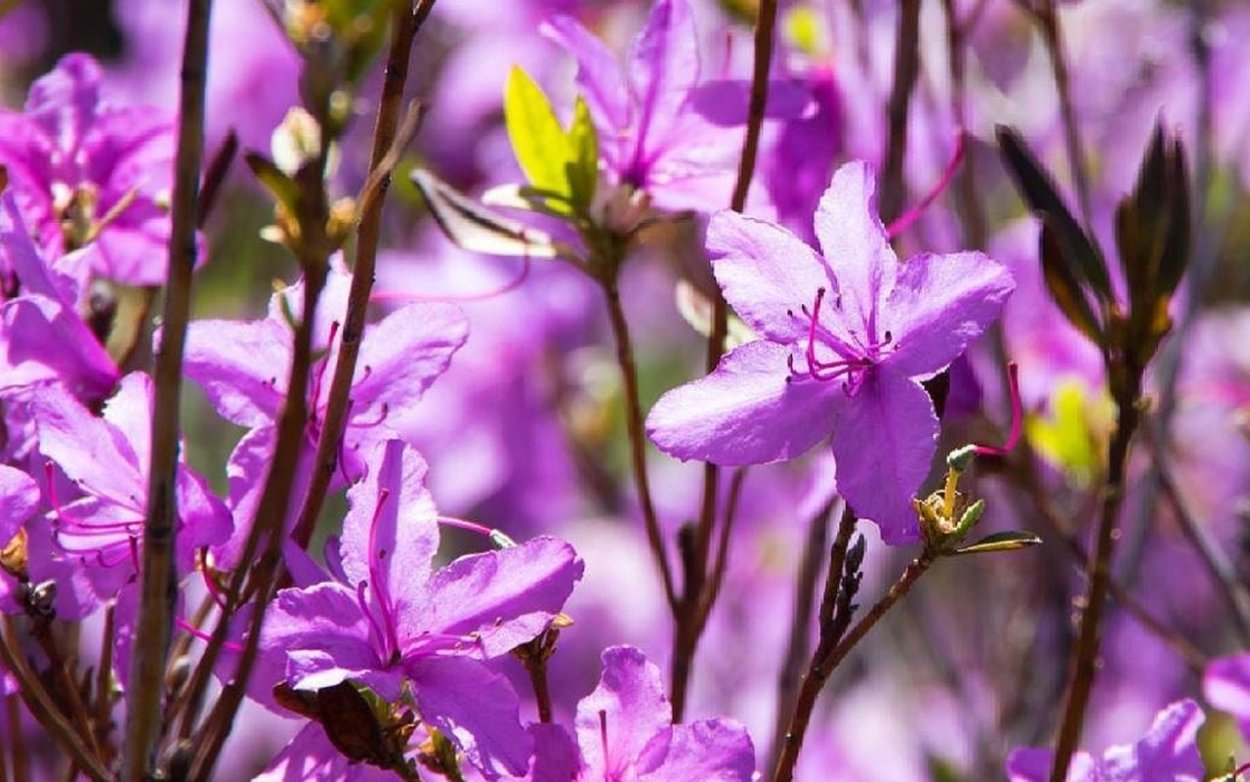 Цветение багульник Дальневосточный