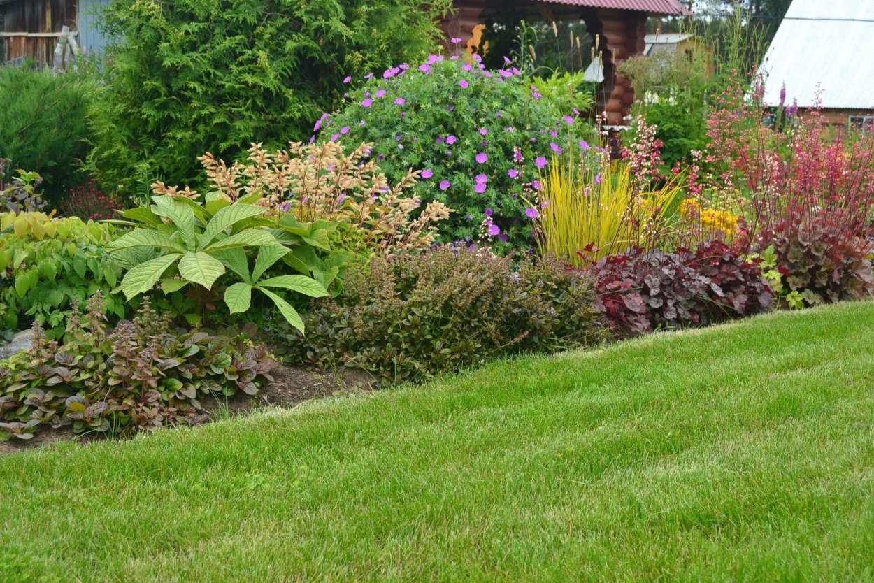 Композиция из хвойных растений