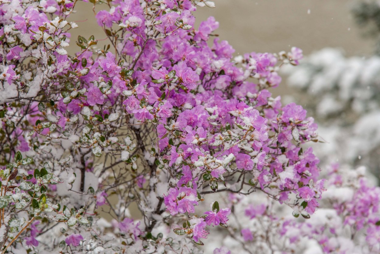 Цветет багульник горный Алтай