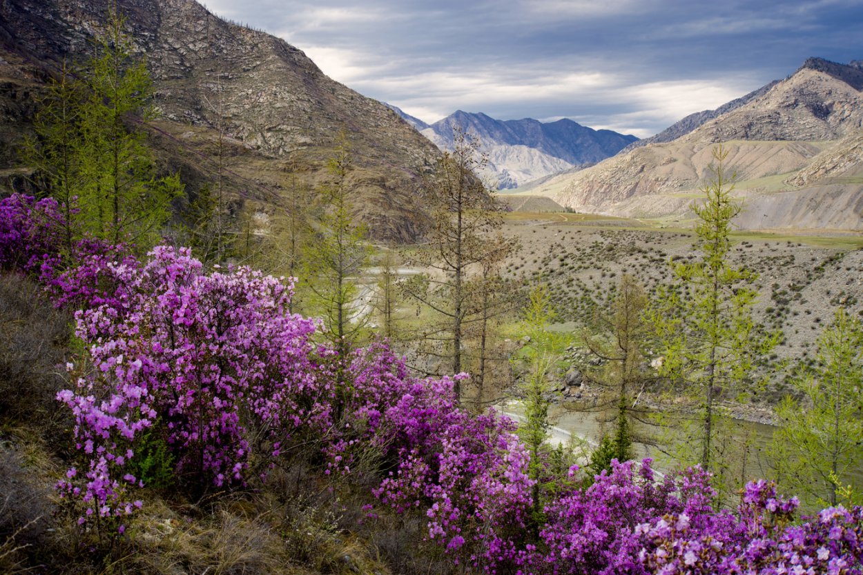 Рододендрон Даурский куст