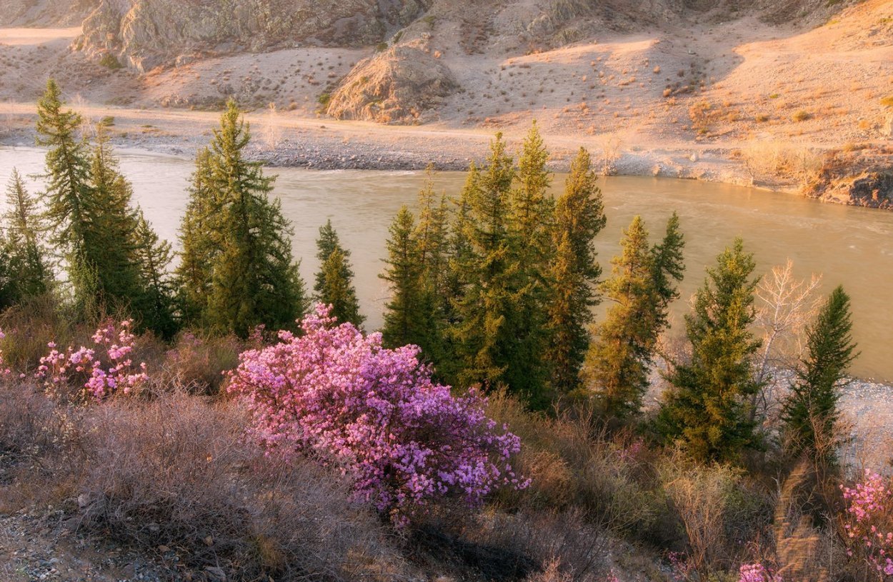 Маральник горный Алтай рододендрон