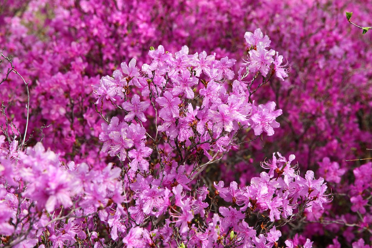 Рододендрон Даурский цветет
