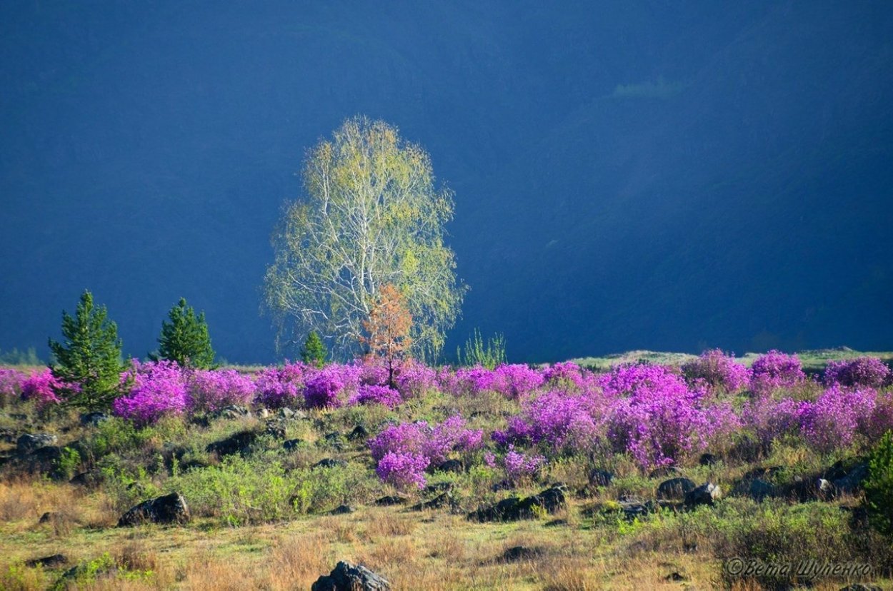Горный Алтай цветение багульника
