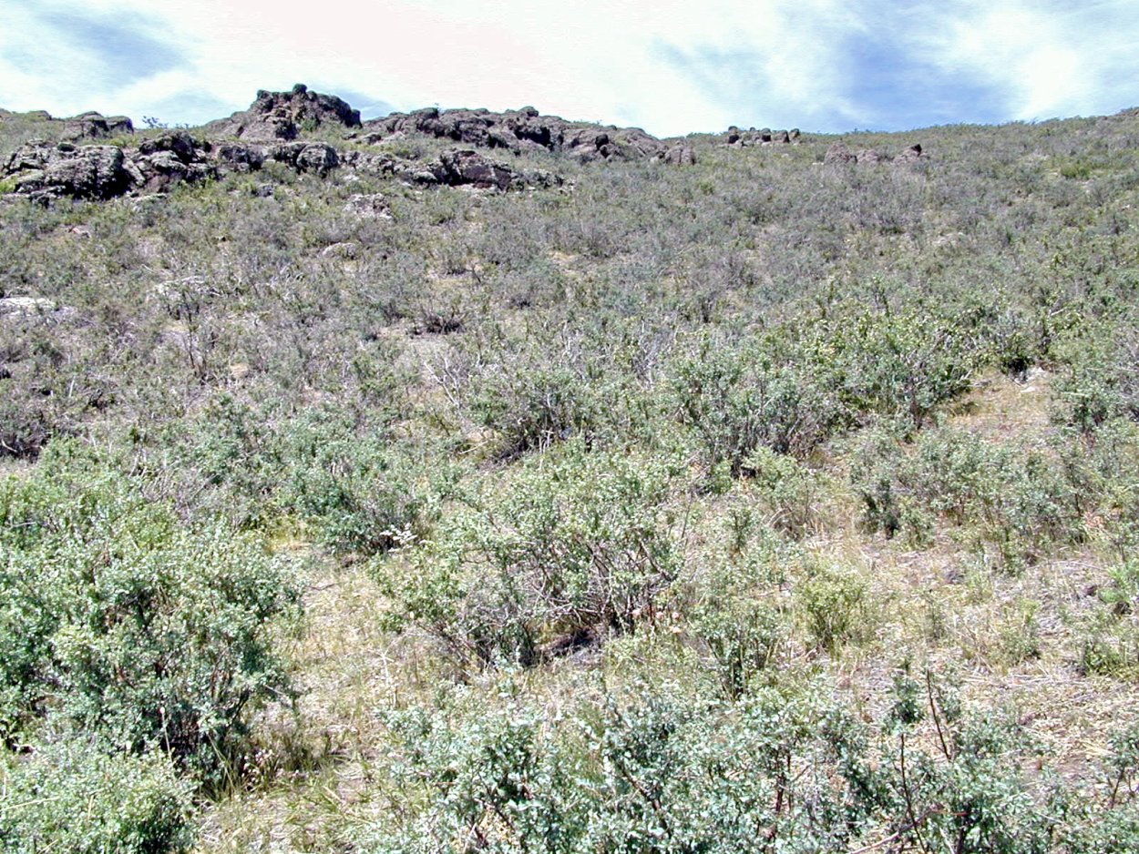 Кустарниковая степь