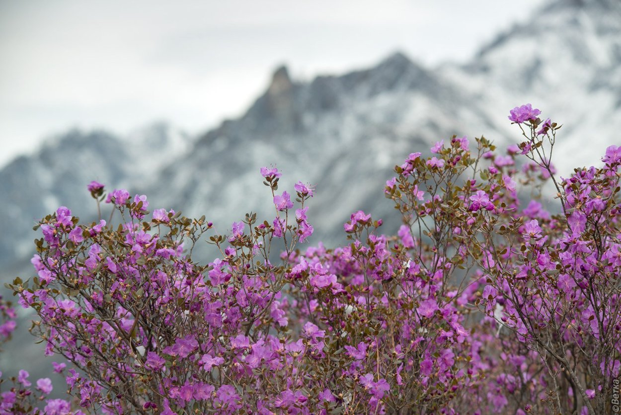 Горный Алтай Светлана Казина