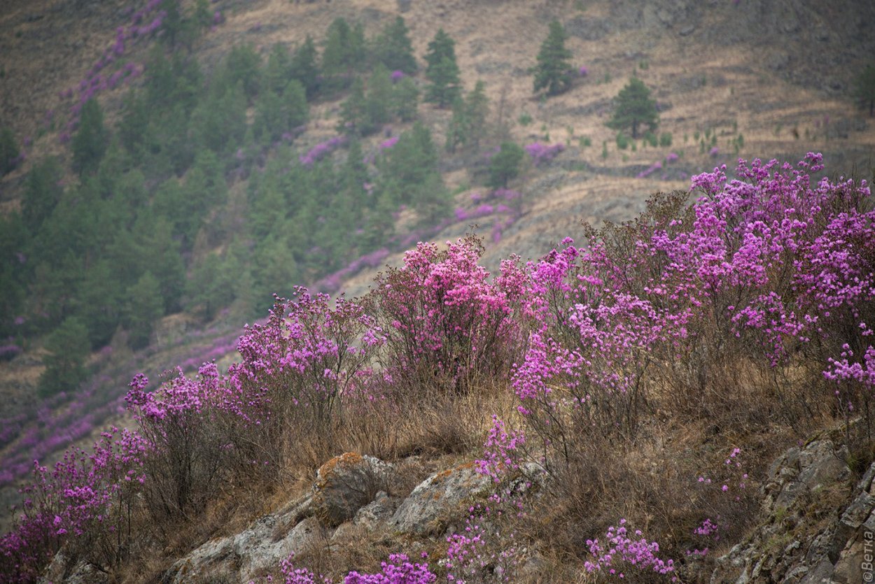 Рододендрон багульник Дальневосточный