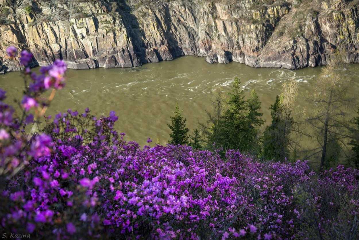 Багульник на сопках Дальний Восток
