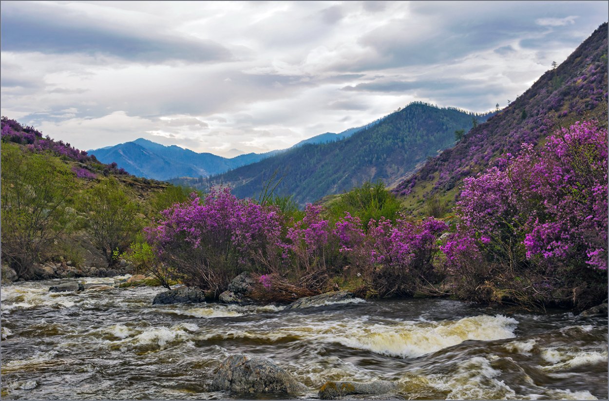 Маральник горный Алтай цветет