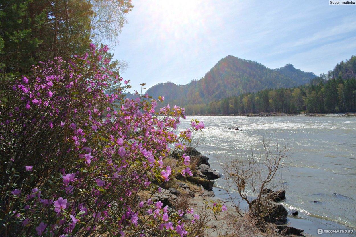 Багульник Сибирский рододендрон Даурский