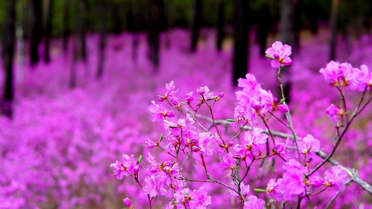 Алтайский багульник маральник