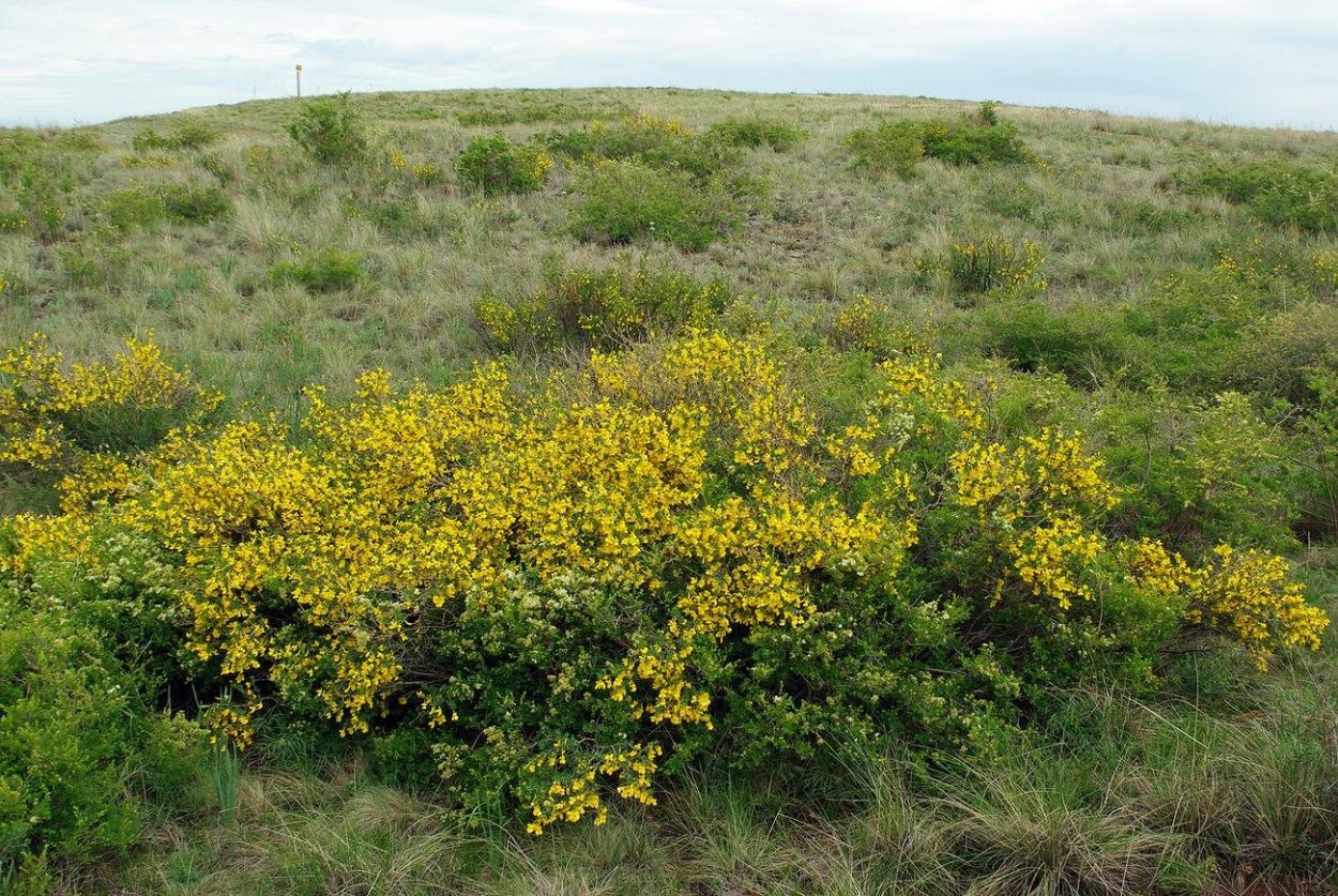 Кустарниковая степь Чили