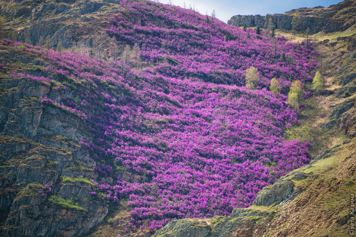 Рододендрон Даурский в тайге