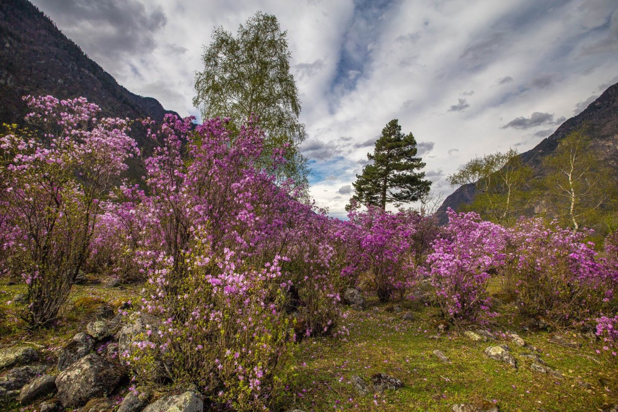 Рододендрон Даурский в тайге