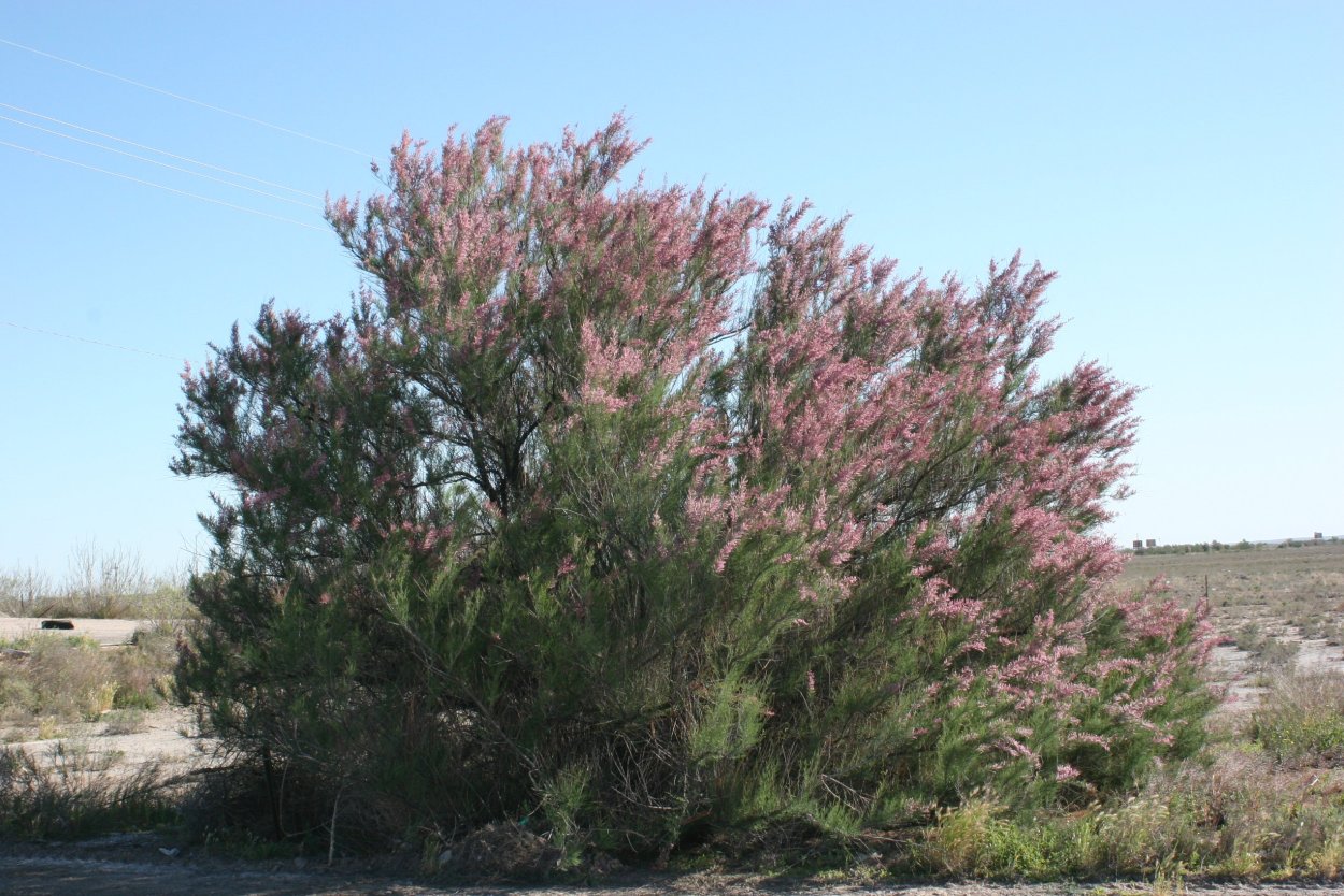 Тамариск в Египте