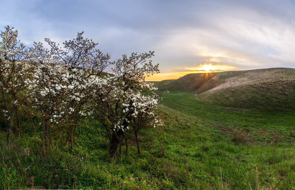 Куст терна в степи
