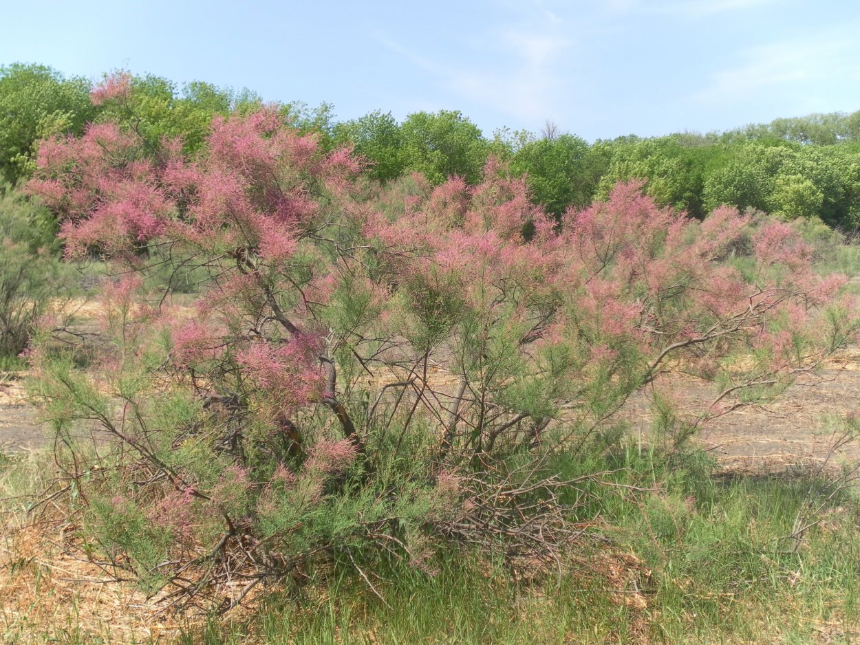 Тамарикс многоветвистый Астраханский заповедник