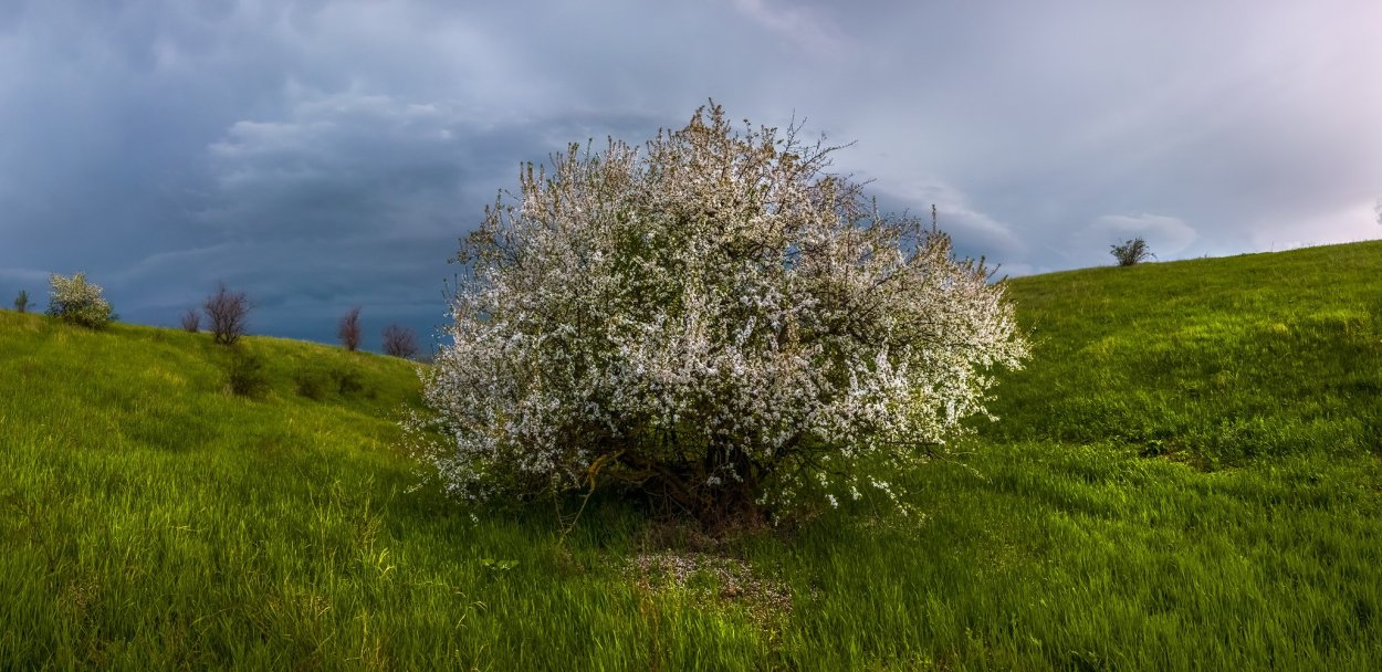Кусты в поле