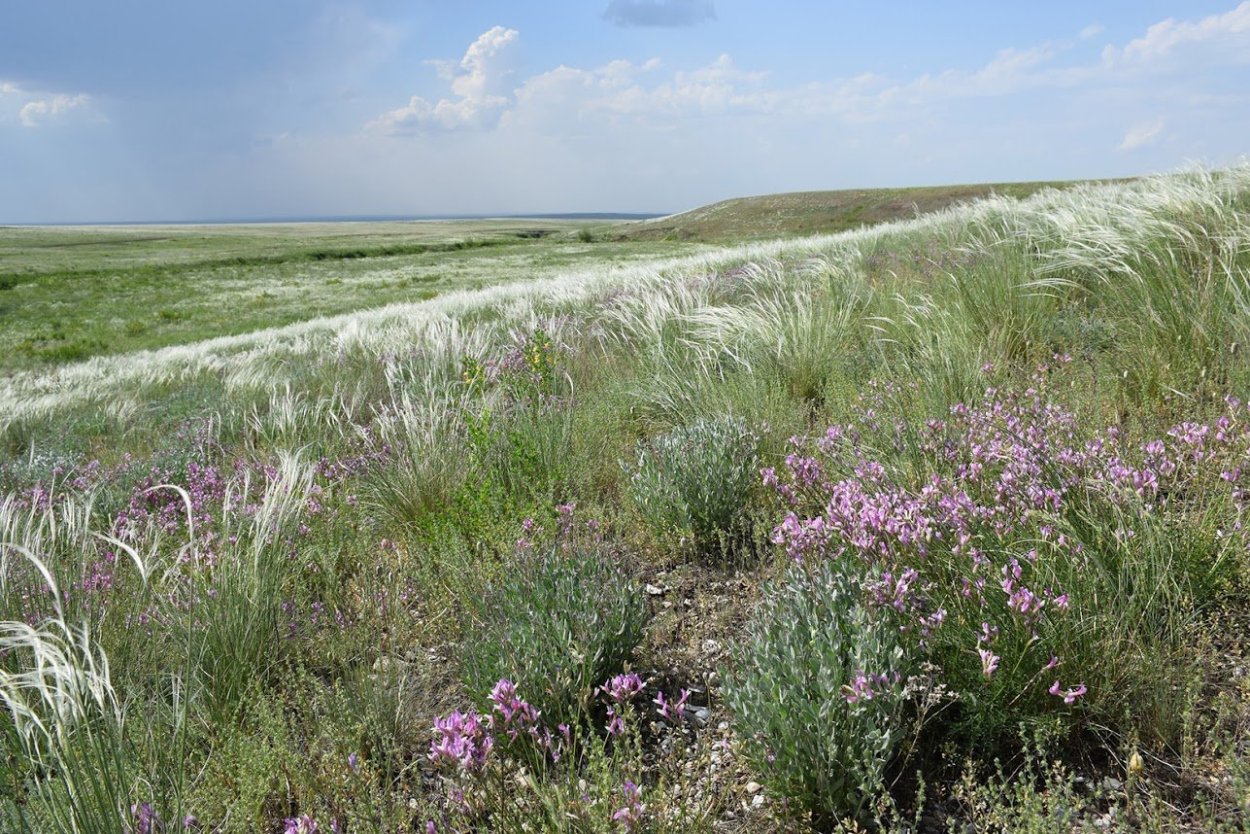 Таловская степь заповедник