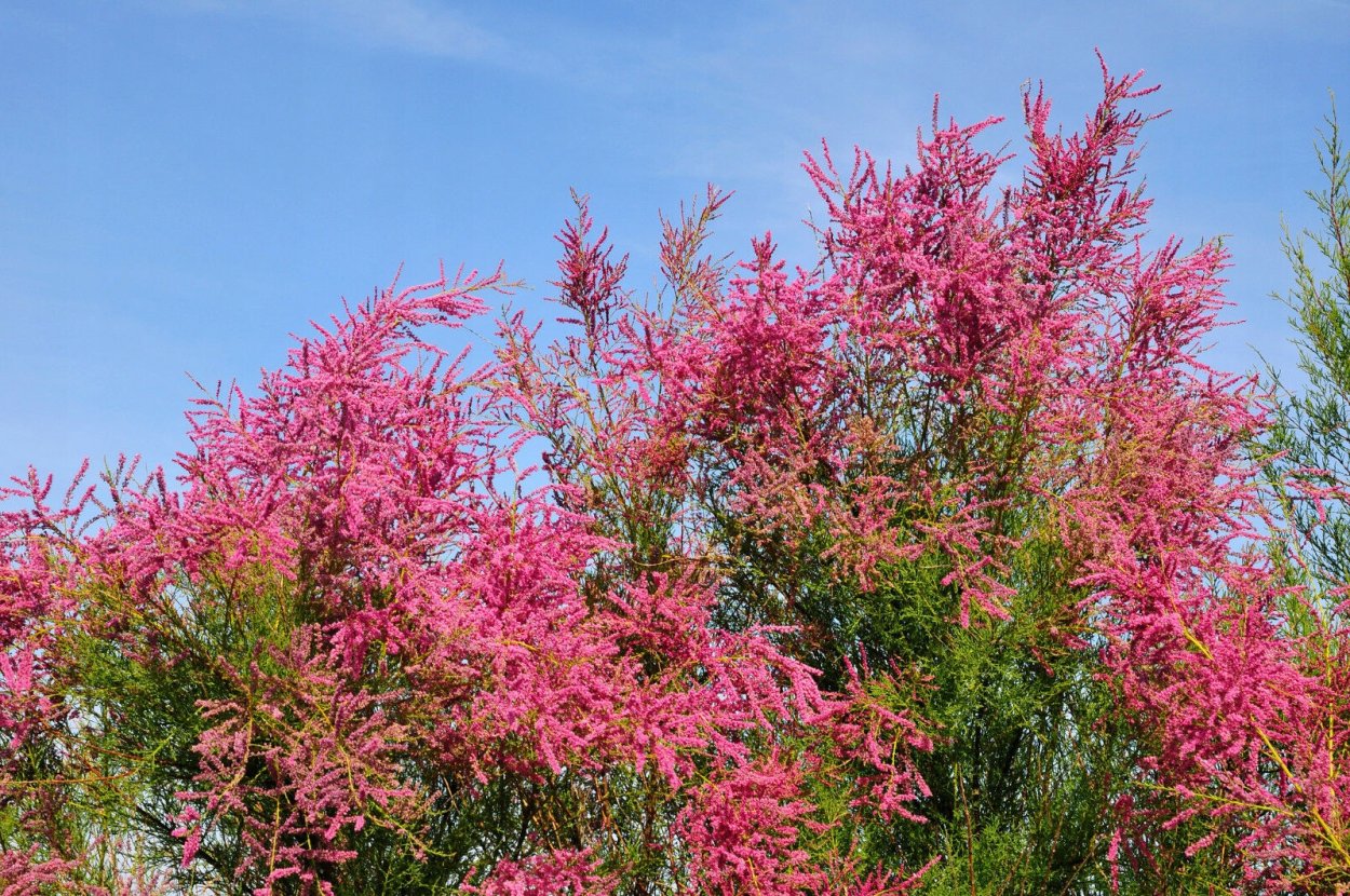 Гребенщик, Тамариск Кабарда