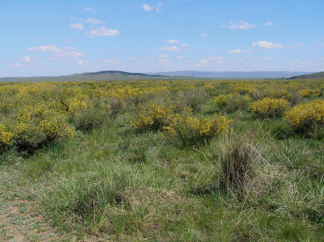 Сазовые степи России