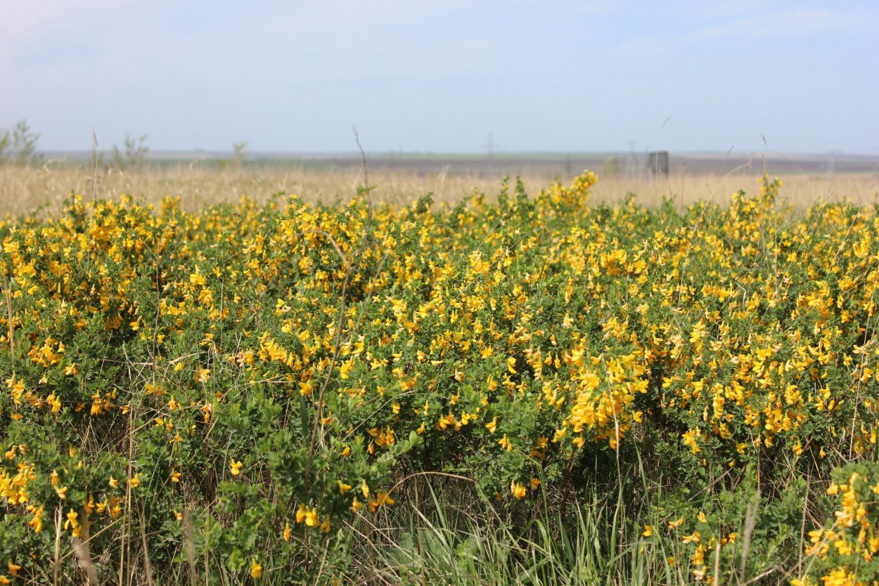 Чилига кустарниковая