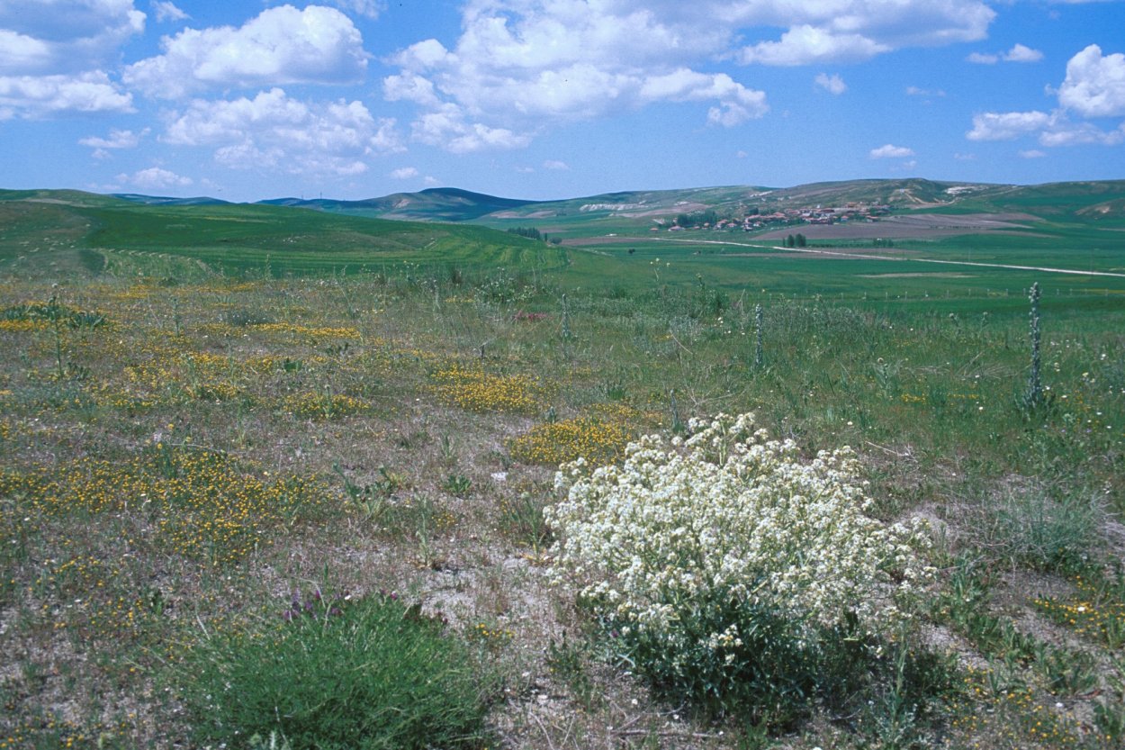 Кустарниковая степь Бештау