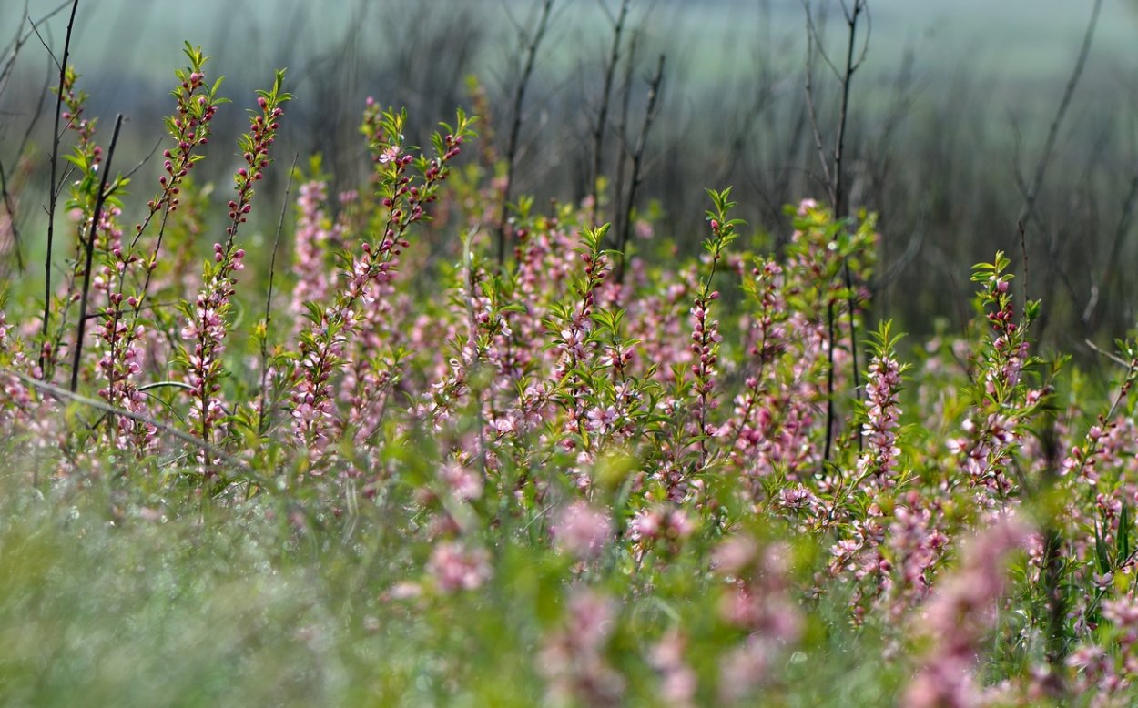 Кустарник миндаля в степи