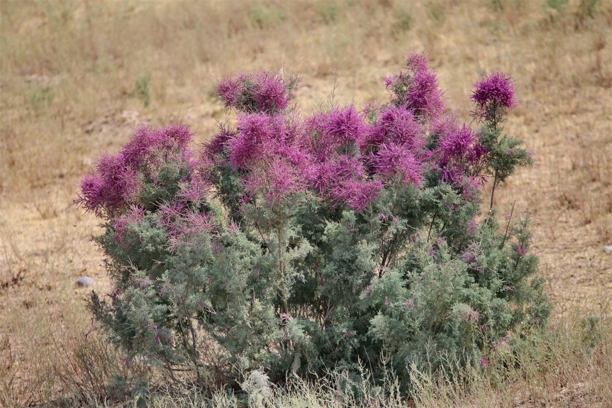 Тамариск растение пустыни