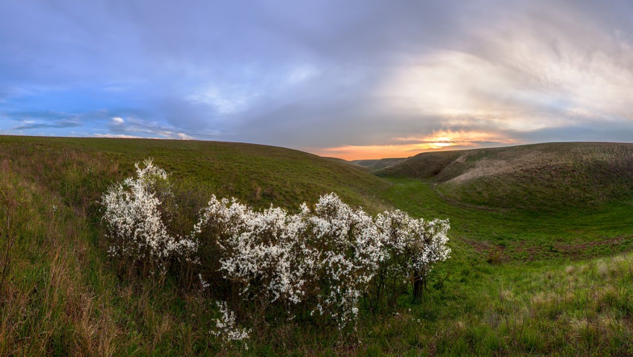 Терн в степи
