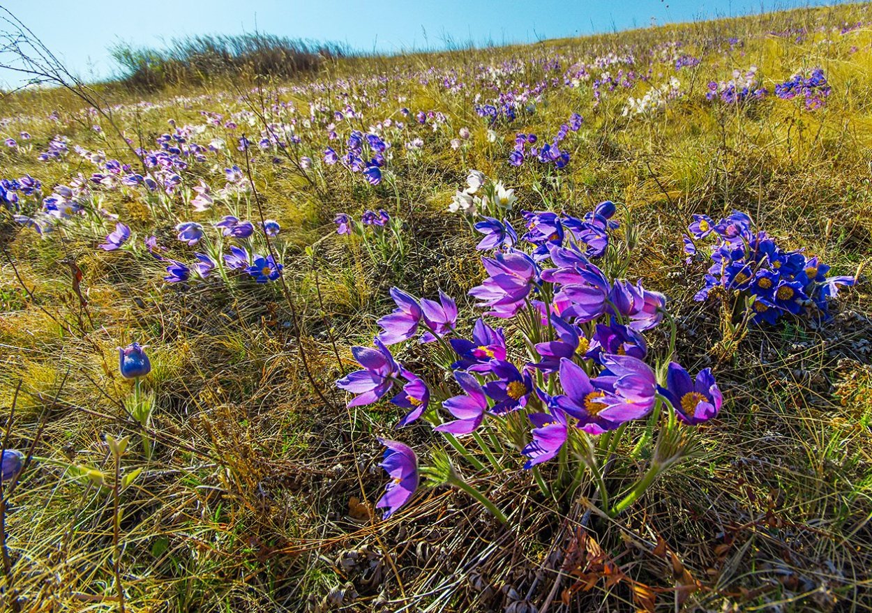 Прострел растение Хакасии