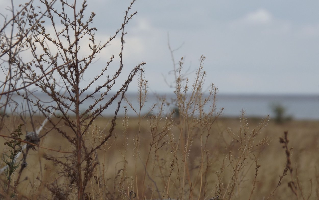 Сухие ветки