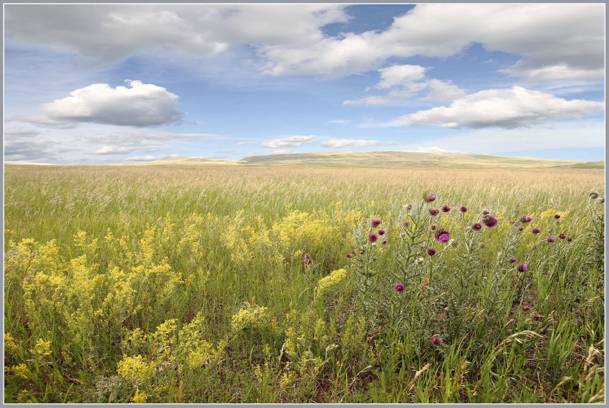 Степь Красноярского края