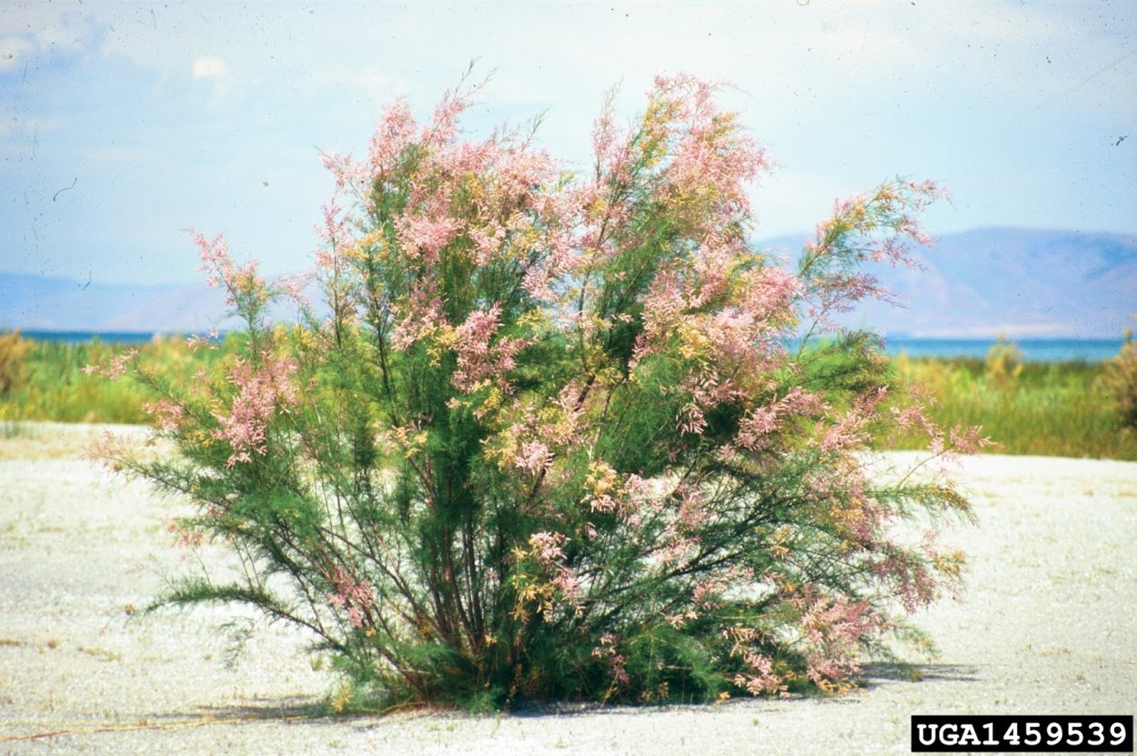 Tamarisk Bird aizerbaidjzan.