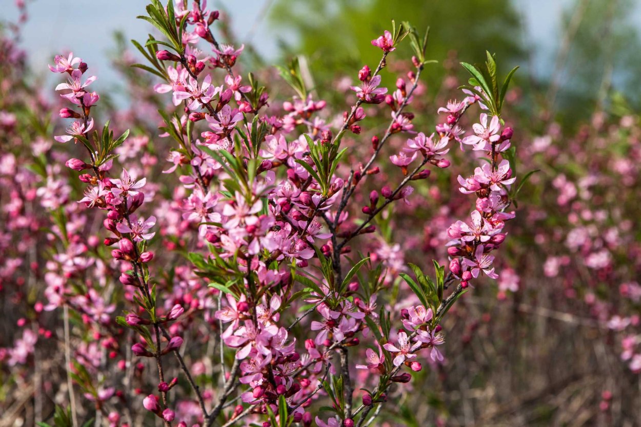 Миндаль бобовник куст