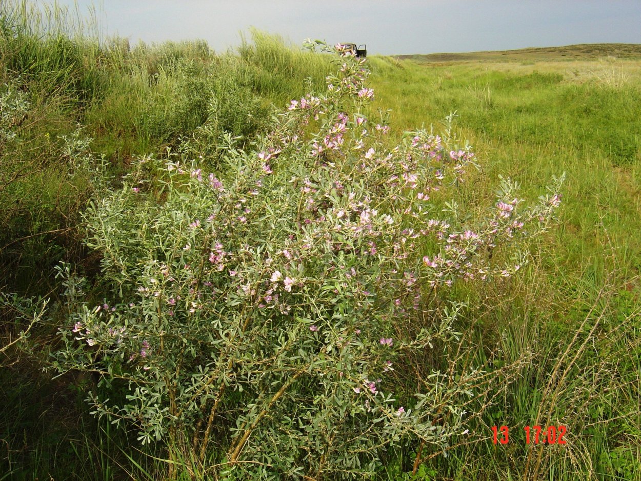 Степные кусты