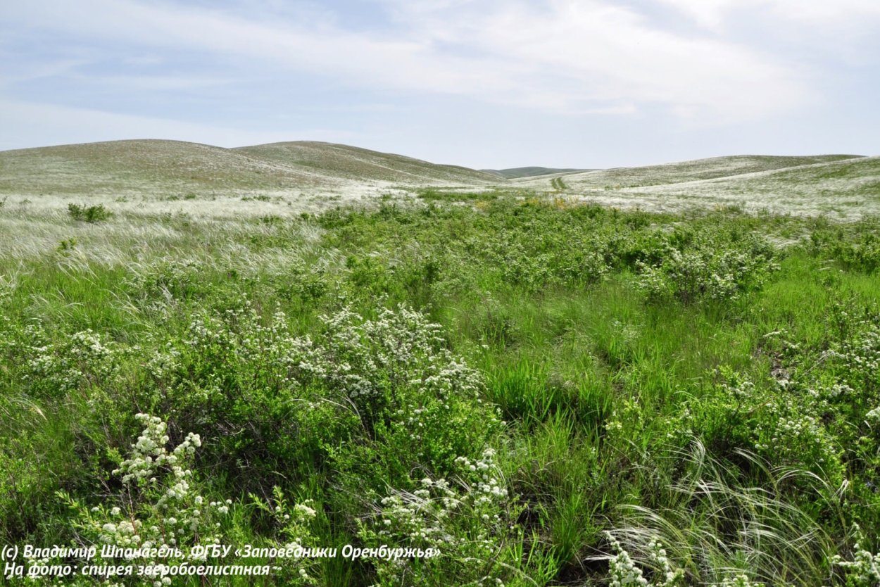 Степные кусты