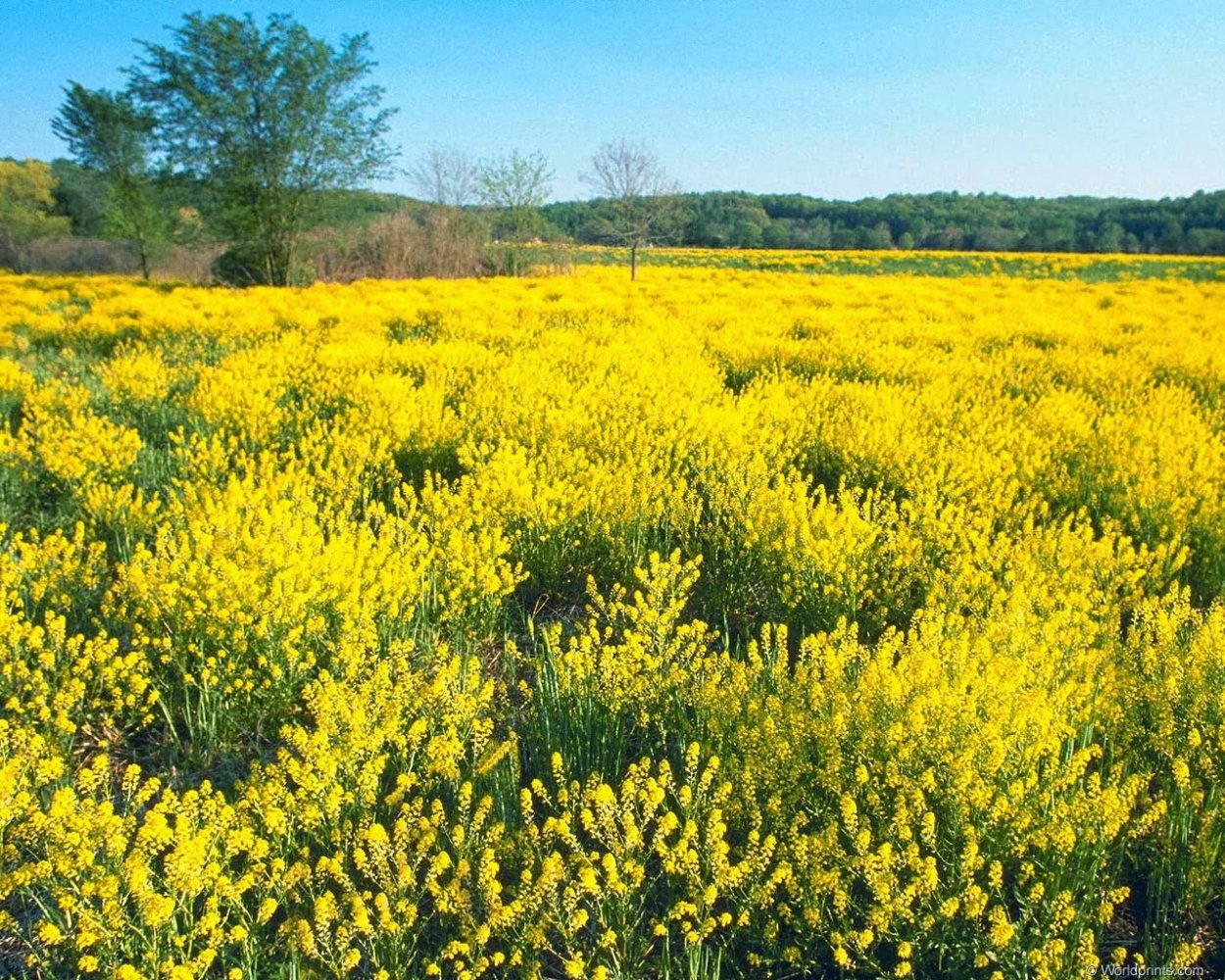 Ракитник в степи